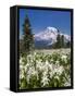 USA, Washington, Mount Rainier NP. Avalanche Lilies and Mount Rainier-Jaynes Gallery-Framed Stretched Canvas