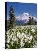USA, Washington, Mount Rainier NP. Avalanche Lilies and Mount Rainier-Jaynes Gallery-Stretched Canvas
