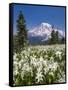 USA, Washington, Mount Rainier NP. Avalanche Lilies and Mount Rainier-Jaynes Gallery-Framed Stretched Canvas