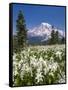 USA, Washington, Mount Rainier NP. Avalanche Lilies and Mount Rainier-Jaynes Gallery-Framed Stretched Canvas