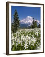 USA, Washington, Mount Rainier NP. Avalanche Lilies and Mount Rainier-Jaynes Gallery-Framed Premium Photographic Print