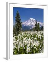 USA, Washington, Mount Rainier NP. Avalanche Lilies and Mount Rainier-Jaynes Gallery-Framed Premium Photographic Print