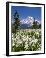 USA, Washington, Mount Rainier NP. Avalanche Lilies and Mount Rainier-Jaynes Gallery-Framed Premium Photographic Print