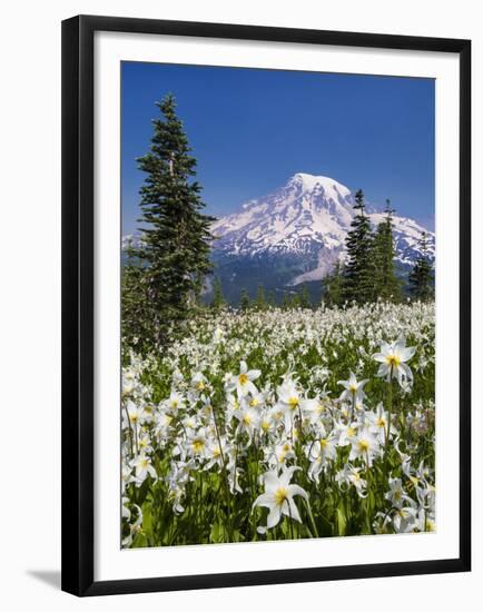 USA, Washington, Mount Rainier NP. Avalanche Lilies and Mount Rainier-Jaynes Gallery-Framed Premium Photographic Print