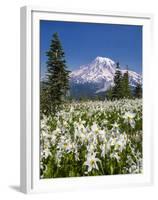 USA, Washington, Mount Rainier NP. Avalanche Lilies and Mount Rainier-Jaynes Gallery-Framed Premium Photographic Print