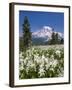 USA, Washington, Mount Rainier NP. Avalanche Lilies and Mount Rainier-Jaynes Gallery-Framed Premium Photographic Print