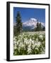 USA, Washington, Mount Rainier NP. Avalanche Lilies and Mount Rainier-Jaynes Gallery-Framed Premium Photographic Print