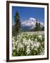 USA, Washington, Mount Rainier NP. Avalanche Lilies and Mount Rainier-Jaynes Gallery-Framed Premium Photographic Print