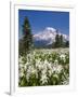 USA, Washington, Mount Rainier NP. Avalanche Lilies and Mount Rainier-Jaynes Gallery-Framed Premium Photographic Print