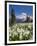 USA, Washington, Mount Rainier NP. Avalanche Lilies and Mount Rainier-Jaynes Gallery-Framed Premium Photographic Print