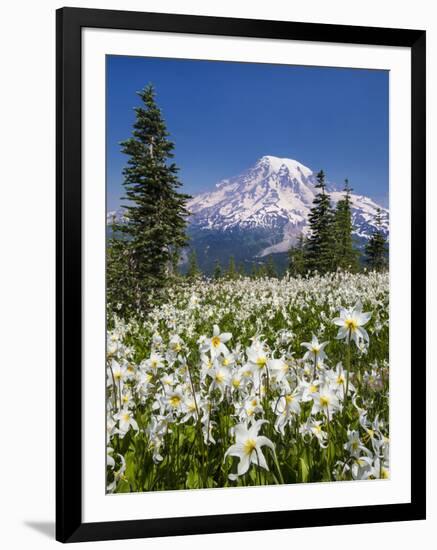 USA, Washington, Mount Rainier NP. Avalanche Lilies and Mount Rainier-Jaynes Gallery-Framed Premium Photographic Print