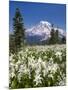 USA, Washington, Mount Rainier NP. Avalanche Lilies and Mount Rainier-Jaynes Gallery-Mounted Premium Photographic Print