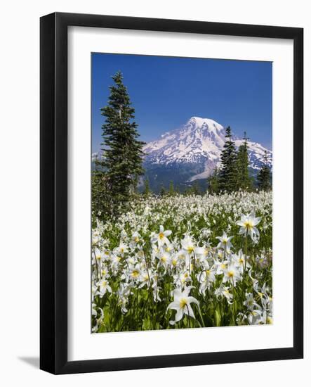 USA, Washington, Mount Rainier NP. Avalanche Lilies and Mount Rainier-Jaynes Gallery-Framed Photographic Print