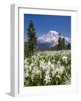 USA, Washington, Mount Rainier NP. Avalanche Lilies and Mount Rainier-Jaynes Gallery-Framed Photographic Print