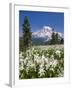 USA, Washington, Mount Rainier NP. Avalanche Lilies and Mount Rainier-Jaynes Gallery-Framed Photographic Print