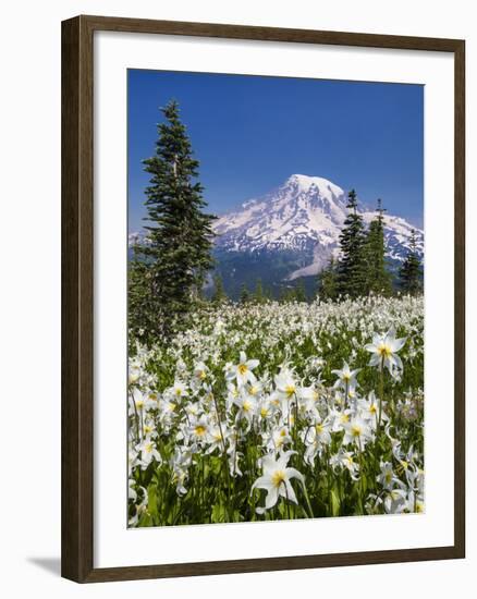 USA, Washington, Mount Rainier NP. Avalanche Lilies and Mount Rainier-Jaynes Gallery-Framed Photographic Print