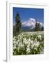 USA, Washington, Mount Rainier NP. Avalanche Lilies and Mount Rainier-Jaynes Gallery-Framed Photographic Print