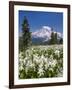 USA, Washington, Mount Rainier NP. Avalanche Lilies and Mount Rainier-Jaynes Gallery-Framed Photographic Print