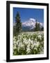 USA, Washington, Mount Rainier NP. Avalanche Lilies and Mount Rainier-Jaynes Gallery-Framed Photographic Print