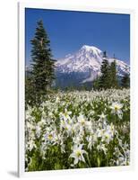 USA, Washington, Mount Rainier NP. Avalanche Lilies and Mount Rainier-Jaynes Gallery-Framed Photographic Print