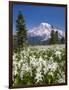 USA, Washington, Mount Rainier NP. Avalanche Lilies and Mount Rainier-Jaynes Gallery-Framed Photographic Print