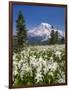 USA, Washington, Mount Rainier NP. Avalanche Lilies and Mount Rainier-Jaynes Gallery-Framed Photographic Print