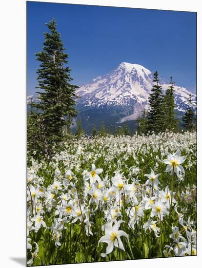 USA, Washington, Mount Rainier NP. Avalanche Lilies and Mount Rainier-Jaynes Gallery-Mounted Photographic Print