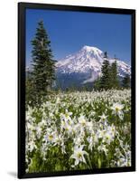 USA, Washington, Mount Rainier NP. Avalanche Lilies and Mount Rainier-Jaynes Gallery-Framed Photographic Print