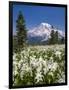 USA, Washington, Mount Rainier NP. Avalanche Lilies and Mount Rainier-Jaynes Gallery-Framed Photographic Print