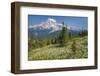 USA, Washington, Mount Rainier NP. Avalanche Lilies and Mount Rainier-Jaynes Gallery-Framed Photographic Print