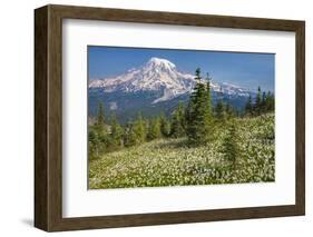 USA, Washington, Mount Rainier NP. Avalanche Lilies and Mount Rainier-Jaynes Gallery-Framed Photographic Print