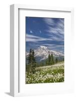 USA, Washington, Mount Rainier NP. Avalanche Lilies and Mount Rainier-Jaynes Gallery-Framed Photographic Print