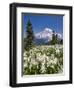 USA, Washington, Mount Rainier NP. Avalanche Lilies and Mount Rainier-Jaynes Gallery-Framed Photographic Print