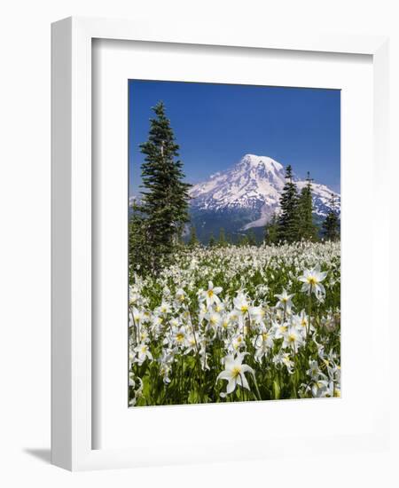 USA, Washington, Mount Rainier NP. Avalanche Lilies and Mount Rainier-Jaynes Gallery-Framed Photographic Print