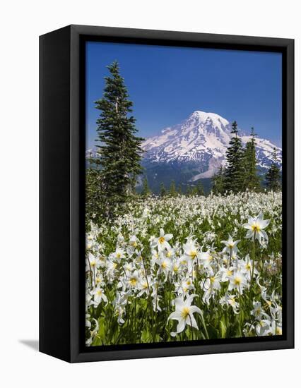 USA, Washington, Mount Rainier NP. Avalanche Lilies and Mount Rainier-Jaynes Gallery-Framed Stretched Canvas