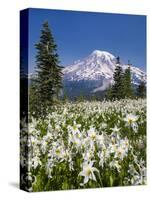 USA, Washington, Mount Rainier NP. Avalanche Lilies and Mount Rainier-Jaynes Gallery-Stretched Canvas