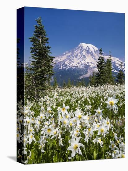 USA, Washington, Mount Rainier NP. Avalanche Lilies and Mount Rainier-Jaynes Gallery-Stretched Canvas