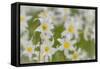 USA, Washington, Mount Rainier NP. Close-Up of Avalanche Lilies-Jaynes Gallery-Framed Stretched Canvas