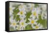 USA, Washington, Mount Rainier NP. Close-Up of Avalanche Lilies-Jaynes Gallery-Framed Stretched Canvas