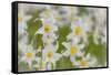 USA, Washington, Mount Rainier NP. Close-Up of Avalanche Lilies-Jaynes Gallery-Framed Stretched Canvas