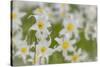 USA, Washington, Mount Rainier NP. Close-Up of Avalanche Lilies-Jaynes Gallery-Stretched Canvas