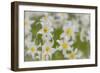 USA, Washington, Mount Rainier NP. Close-Up of Avalanche Lilies-Jaynes Gallery-Framed Photographic Print