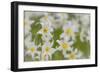 USA, Washington, Mount Rainier NP. Close-Up of Avalanche Lilies-Jaynes Gallery-Framed Photographic Print