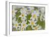 USA, Washington, Mount Rainier NP. Close-Up of Avalanche Lilies-Jaynes Gallery-Framed Photographic Print