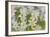 USA, Washington, Mount Rainier NP. Close-Up of Avalanche Lilies-Jaynes Gallery-Framed Photographic Print