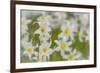 USA, Washington, Mount Rainier NP. Close-Up of Avalanche Lilies-Jaynes Gallery-Framed Photographic Print