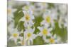USA, Washington, Mount Rainier NP. Close-Up of Avalanche Lilies-Jaynes Gallery-Mounted Photographic Print
