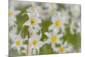 USA, Washington, Mount Rainier NP. Close-Up of Avalanche Lilies-Jaynes Gallery-Mounted Photographic Print