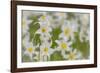 USA, Washington, Mount Rainier NP. Close-Up of Avalanche Lilies-Jaynes Gallery-Framed Photographic Print