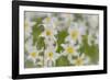 USA, Washington, Mount Rainier NP. Close-Up of Avalanche Lilies-Jaynes Gallery-Framed Photographic Print